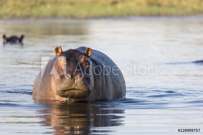 Picture of Common hippopotamus or hippo Hippopotamus amphibius showing aggression Okavango Delta Botswana
